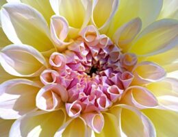 Høstanemoner: En guide til farverige efterårsblomster