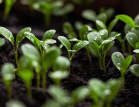 Grøn innovation: Hortus Kapilærkasse skaber bæredygtige haver