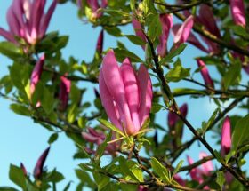 Sådan plejer du dit tulipantræ for at sikre et sundt og frodigt vækstmiljø