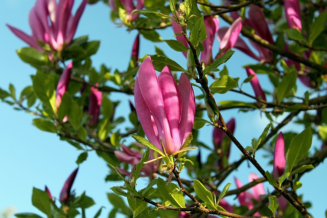 Sådan plejer du dit tulipantræ for at sikre et sundt og frodigt vækstmiljø