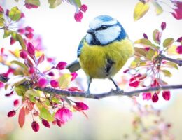 Primula og dens hemmeligheder: Fascinerende fakta om denne blomsterfamilie