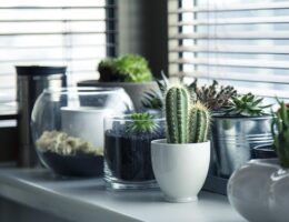 De bedste tips til plantning og pleje af aronia