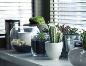 De bedste tips til plantning og pleje af aronia