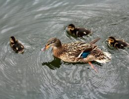 De mest almindelige fælder i krydsord – og hvordan du undgår dem