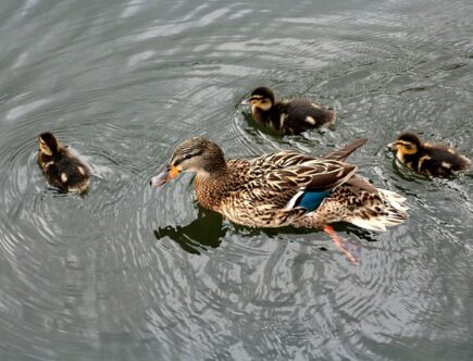 De mest almindelige fælder i krydsord – og hvordan du undgår dem