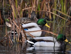 De mest almindelige fejl i krydsord – og hvordan du undgår dem