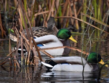 De mest almindelige fejl i krydsord – og hvordan du undgår dem