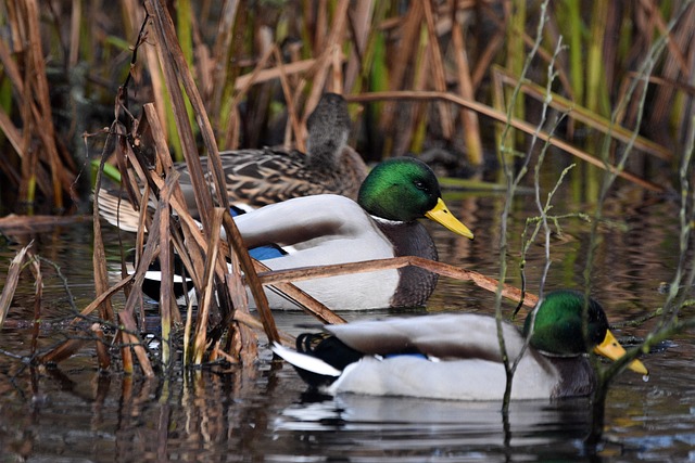De mest almindelige fejl i krydsord – og hvordan du undgår dem