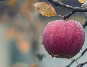 Opdag magien i æblekasser: Gør din altan til et æbleparadis