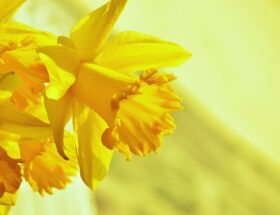 Få din have til at blomstre med påskeliljer – tips og tricks