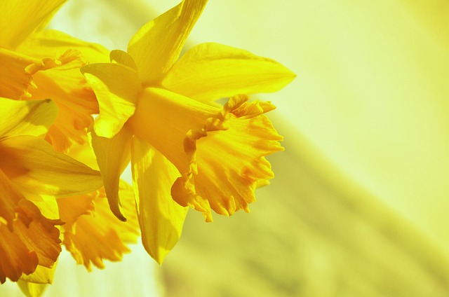 Få din have til at blomstre med påskeliljer – tips og tricks