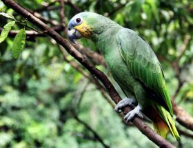 Papegøjetangens historie: Fra oldtidens Egypten til moderne tid