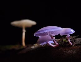 Sådan formerer svampecellen sig: En rejse gennem sporer og knopskydning