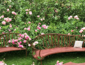 Rosenbænk som et samlingspunkt i haven - sådan skaber du et hyggeligt udendørsområde